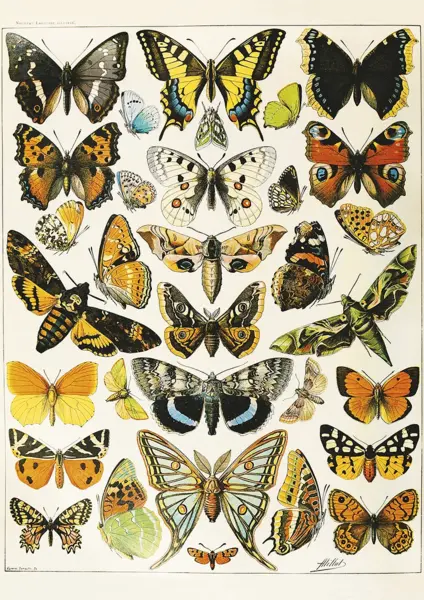 Puzzle - Adolphe Millot - Butterflies and Moths, 1000 piese | Piatnik