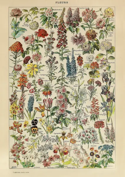 Puzzle - Adolphe Millot - Flowers, 1000 piese | Piatnik