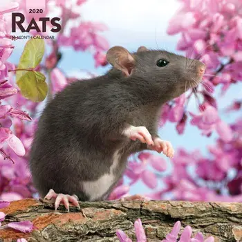 Rats 2020 Square Wall Calendar/***