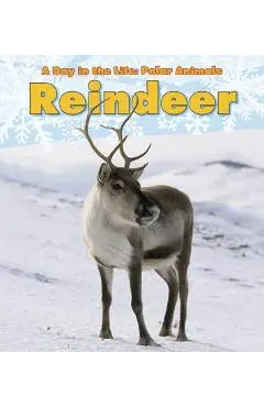 Reindeer - Katie Marsico