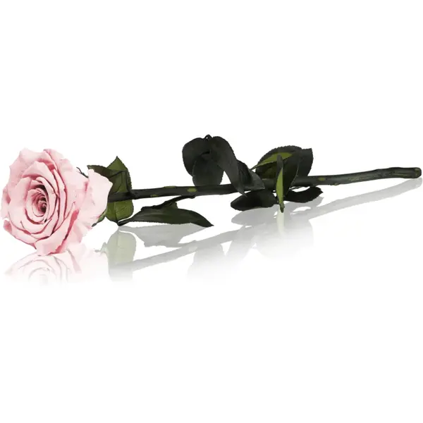 RoseAmor Pink trandafir stabilizat pe tulpină 30 cm 1 buc
