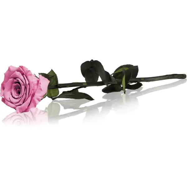 RoseAmor Pink trandafir stabilizat pe tulpină 30 cm 1 buc