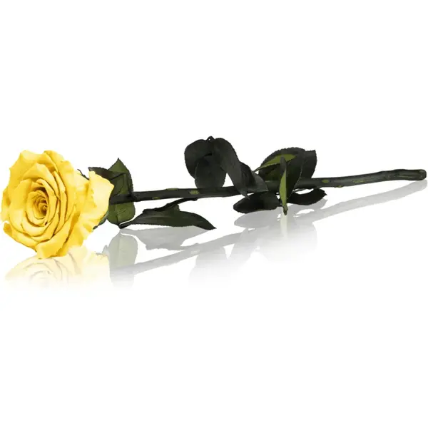 RoseAmor Yellow trandafir stabilizat pe tulpină 30 cm 1 buc