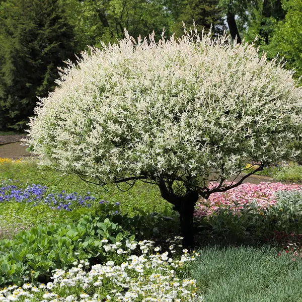 Salcie japoneză ‘Hakuro Nishiki’ la ghiveci 5L – arbust ornamental cu frunziș colorat și delicat