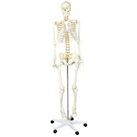 Schelet uman in marime naturala 170 cm, pentru laboratoare scolare