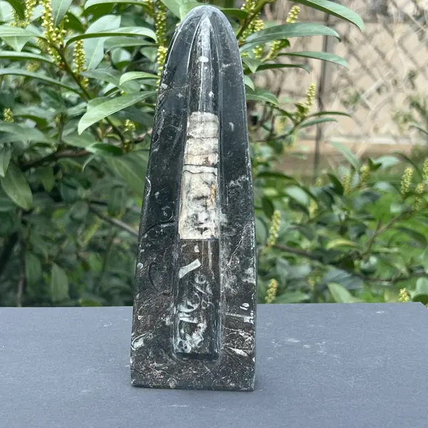 Sculptura Fosil Orthoceras