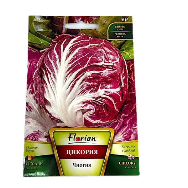 Seminte cicoare tip radacina Chioggia 3 gr, Florian Bulgaria - Default Title