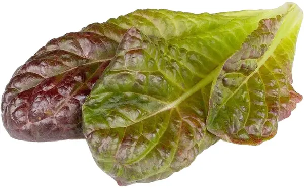 Semințe Click and Grow - Red Romaine lettuce, 3 rezerve