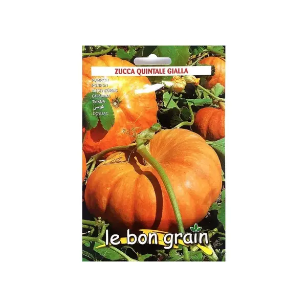 Seminte de Dovleac Placintar, Quintale Gialla, 100 g, Raci Sementi
