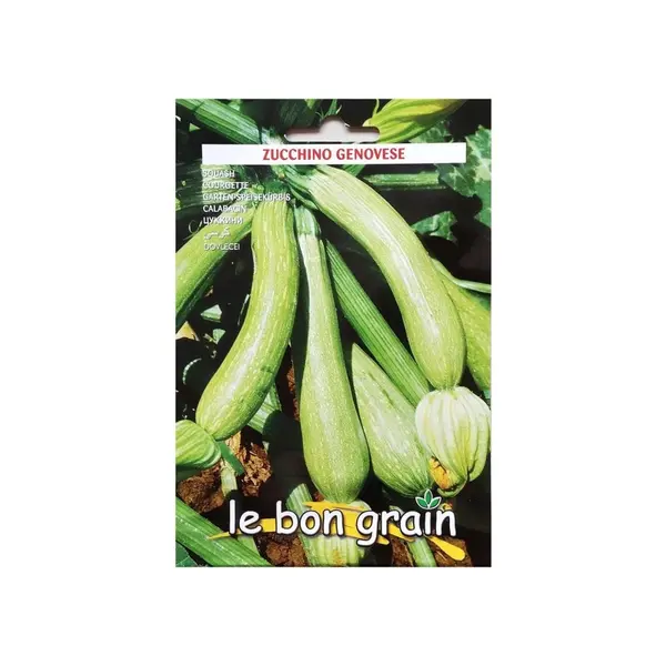 Seminte de Dovlecei Verde Deschis, Genovese, 100 g, Raci Sementi