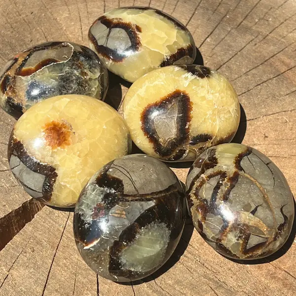 Septaria palm stone 5 cm