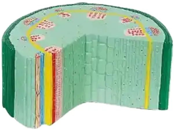 Set educațional Gelsonlab - Model de tulpini dicotiledonate