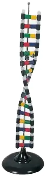 Set educațional Gelsonlab - Modelul ADN-ului, 38 cm