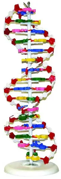 Set educațional Gelsonlab - Modelul ADN-ului, 46 cm