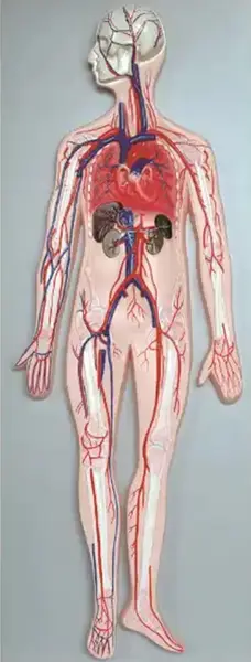 Set educațional Gelsonlab - Modelul sistemului circulator