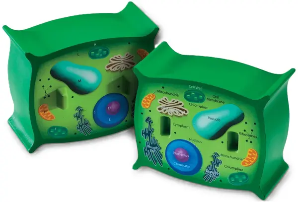Set educațional Learning Resources - Model de celule vegetale, secțiune transversală