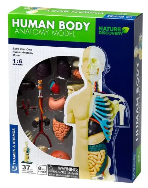 Set educativ STEM - Anatomia corpului uman