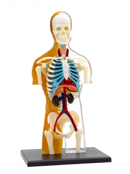 Set educativ Stem - Anatomia corpului uman | Thames & Kosmos