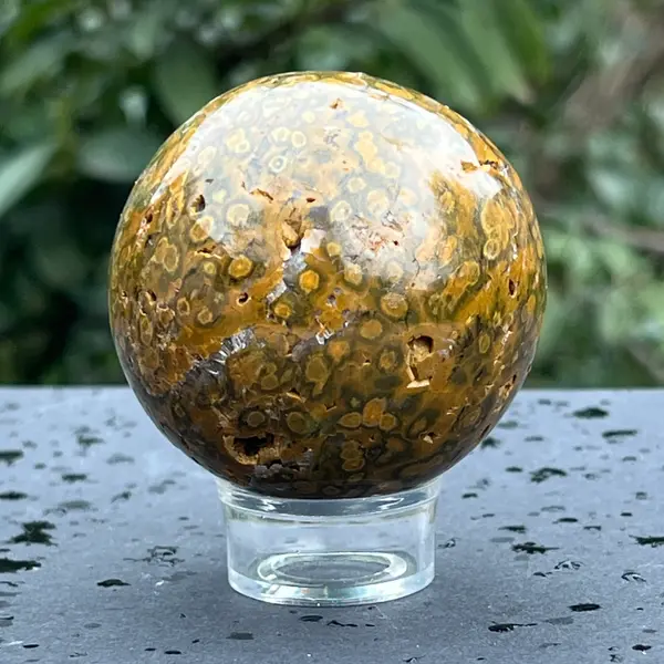 Sfera jasp ocean model 5