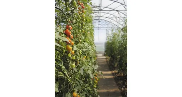 Sistem de irigatii prin picurare pentru solarii, fara automatizare - 100 mp