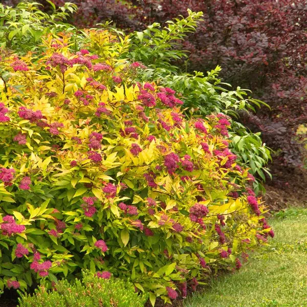 Spiraea japonica ‘Goldmound’ – arbust ornamental la ghiveci, frunziș auriu și flori roz