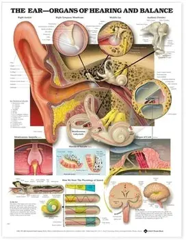 The Ear: Organs of Hearing and Balance Anatomical Chart/***