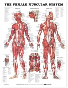 The Female Muscular System Anatomical Chart/***