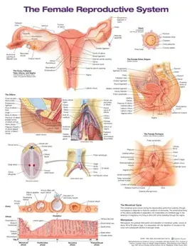 The Female Reproductive System Anatomical Chart. 2 ed/Anatomical Chart Company