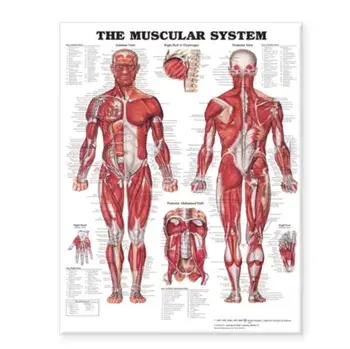 The Muscular System Giant Chart/***