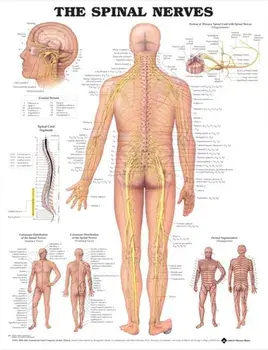 The Spinal Nerves Anatomical Chart/***