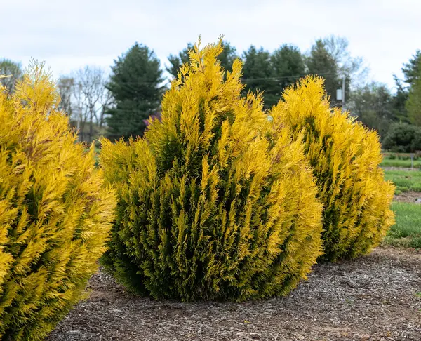 Thuja plicata ‘4Ever Goldy’ - Tuia Mereu Aurie la Ghiveci 5L (~50cm)