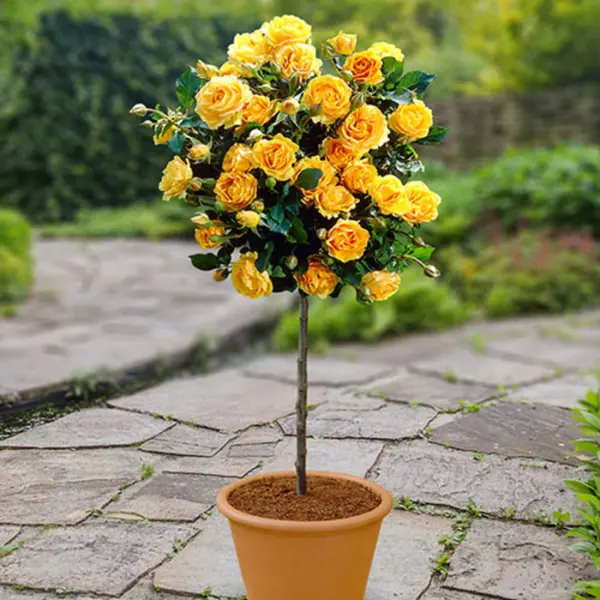 Trandafir Curgător Galben pe Tulpină – Trandafir Pendulă Decorativ