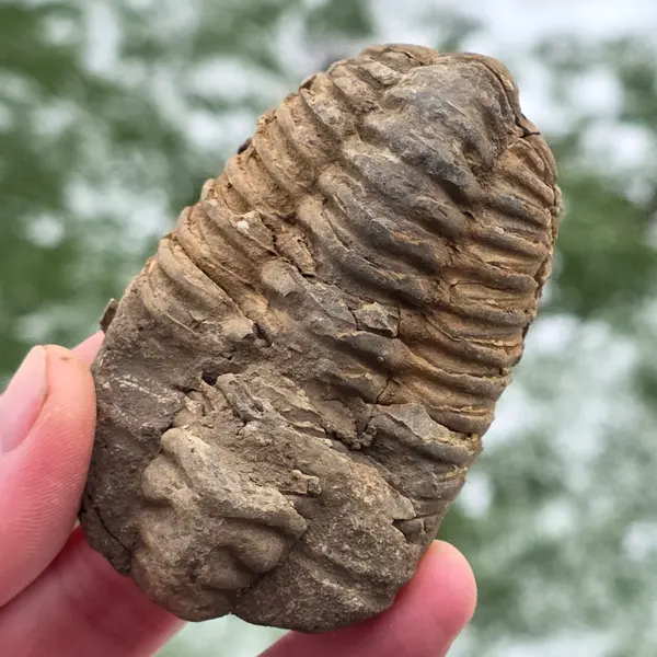 Trilobit | Model 2