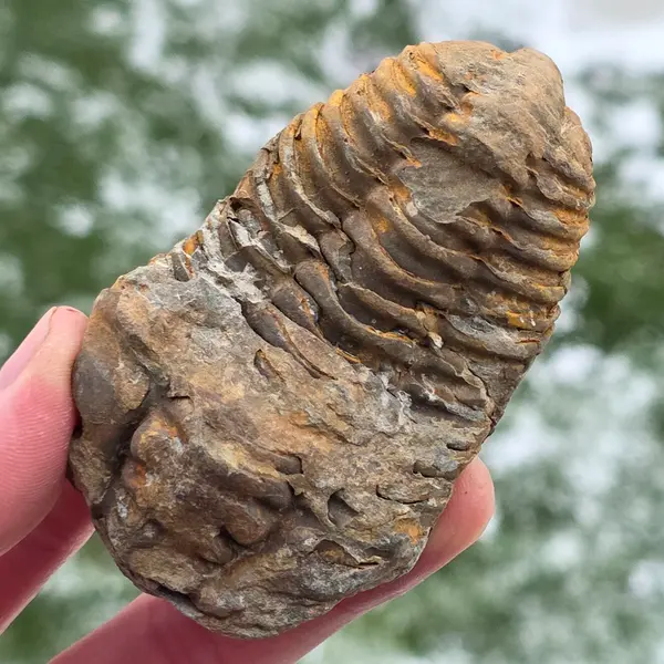Trilobit | Model 4