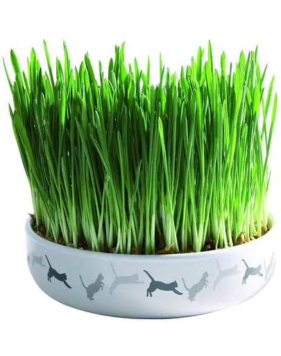 TRIXIE Bol Ceramic 15 x 4 cm iarba mâței pentru pisici