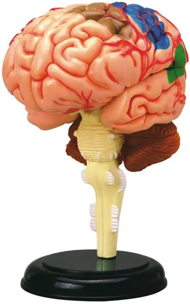 Trusa educațională Learning Resources - Model anatomic al creierului