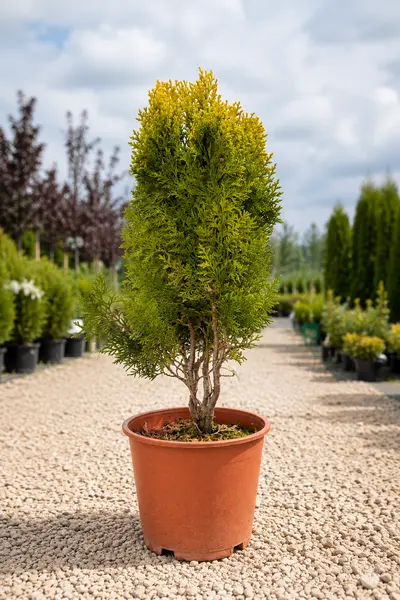Tuia Aurea Nana 30 CM – Thuja Orientală Aurie Pitică în Ghiveci | Conifer Ornamental Compact