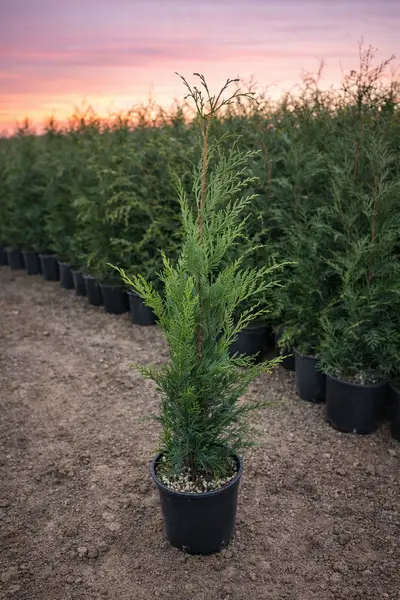 Tuia Leylandii (Cupressocyparis leylandii) – Cel mai rapid gard viu, Ghiveci 3L