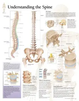 Understanding the Spine Chart: Wall Chart/Scientific Publishing