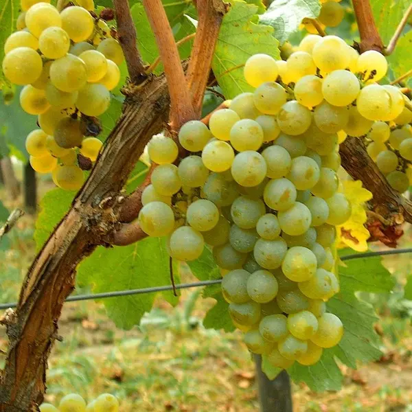 Vita de vie Chardonnay