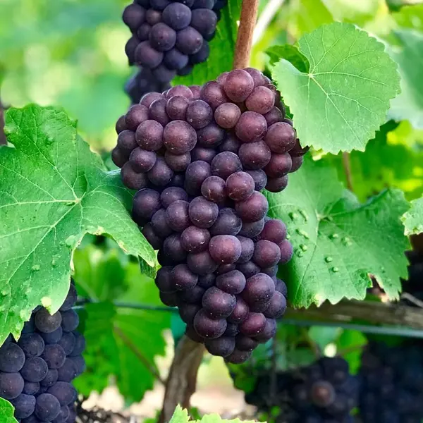Vita de vie Pinot Gris