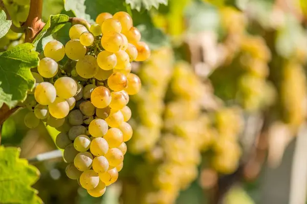 Vita de vie - Riesling Italian