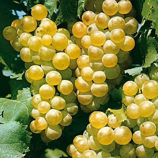 Vita de vie – struguri albi Muscat-Ottonel