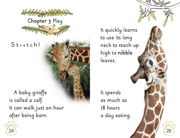 Wild Baby Animals |